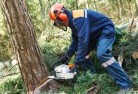 Southland Centretree-felling-services-21.jpg; ?>